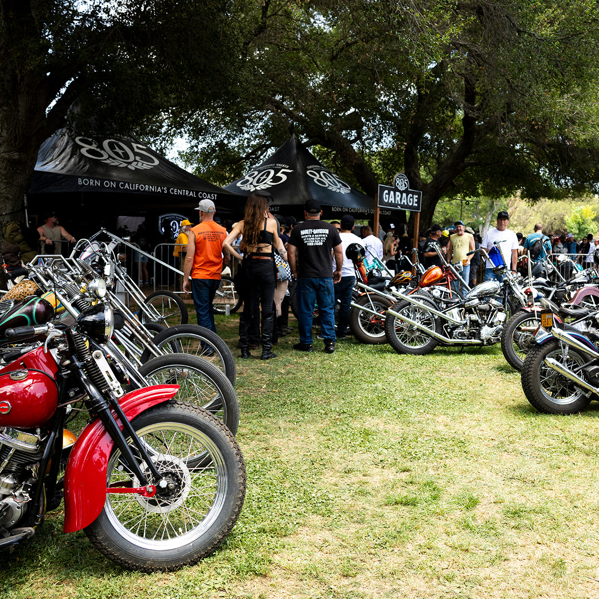 Born-Free 17 Grass Pass Admission