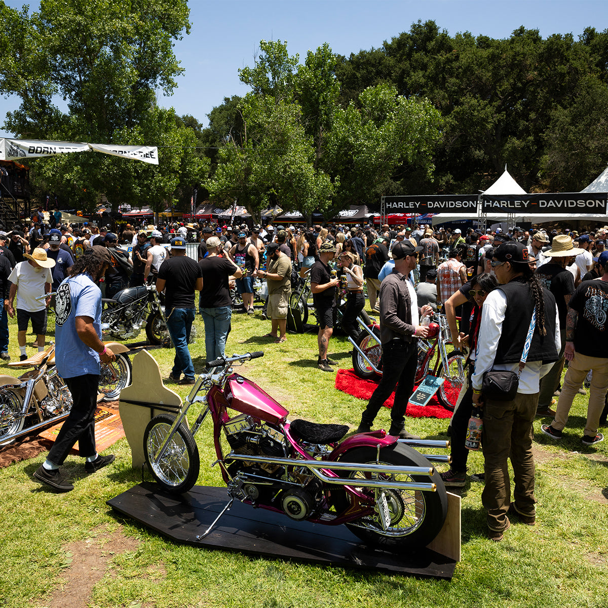 Born-Free 17 Grass Pass Admission