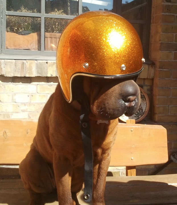 Dogs Rule