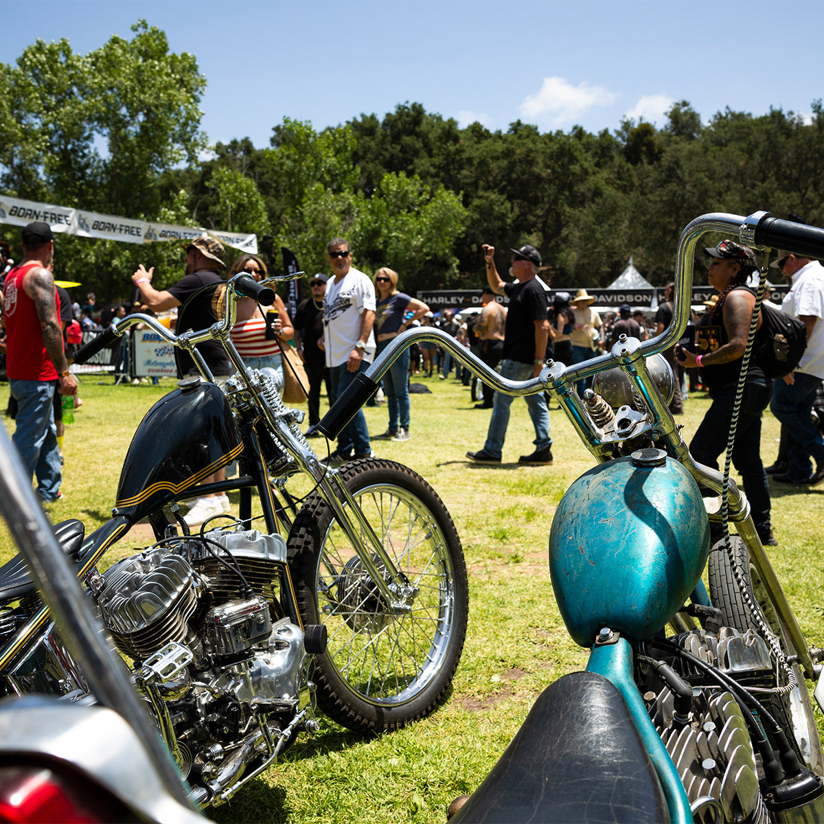 Born-Free 17 Grass Pass Admission