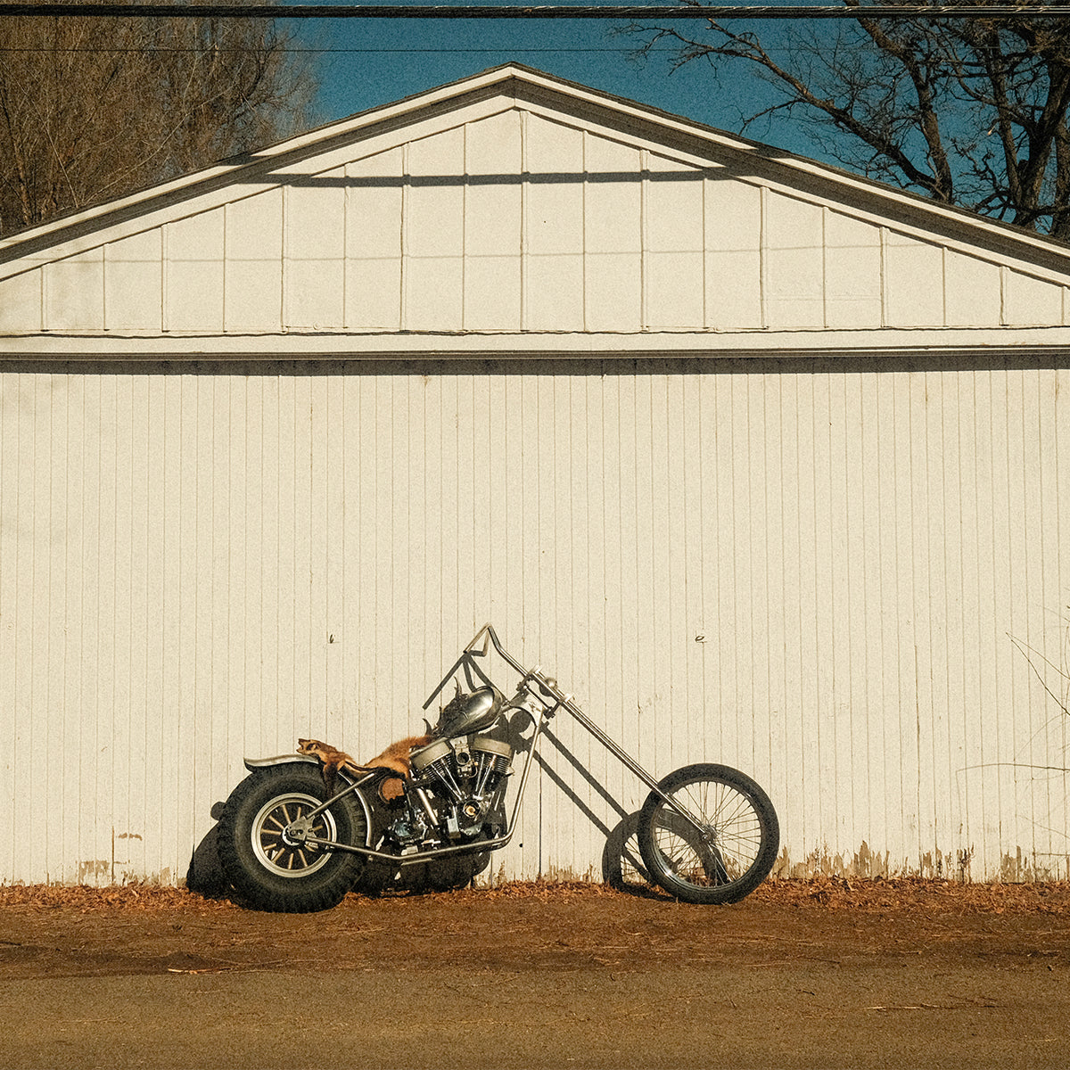 People's Champ Contestant - Matt Connor